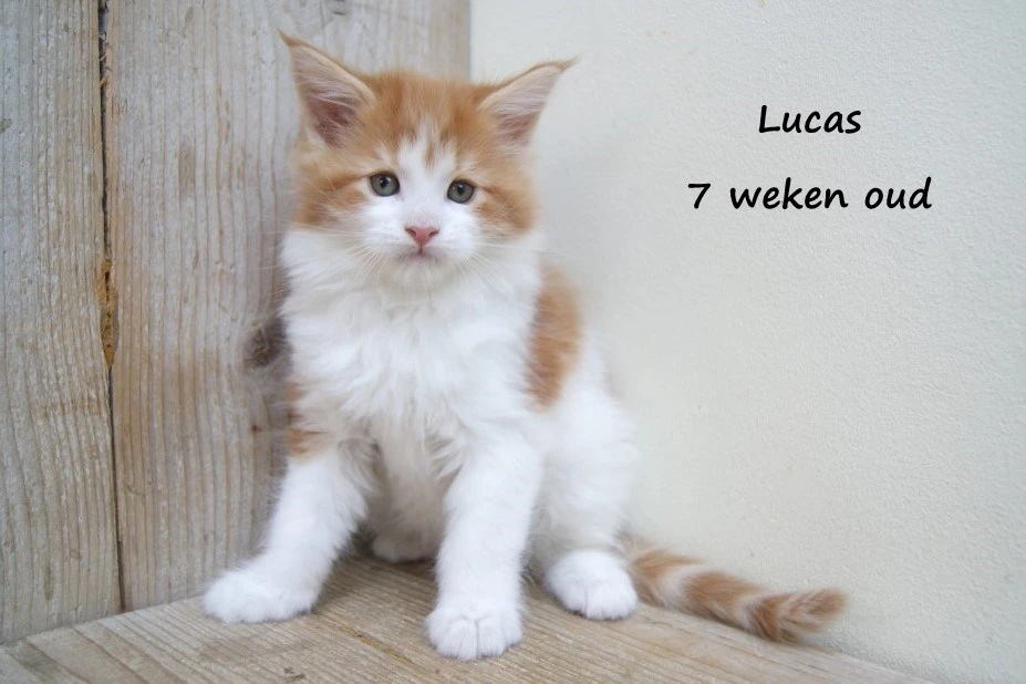 Lucas
